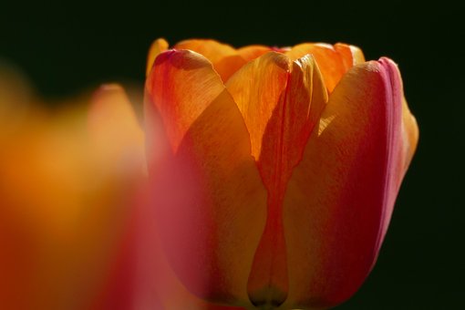 Tulipan, Blomst Bakgrunn, Hage