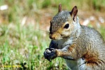 squirrel, wildlife, animal