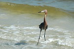red egret, bird, avian