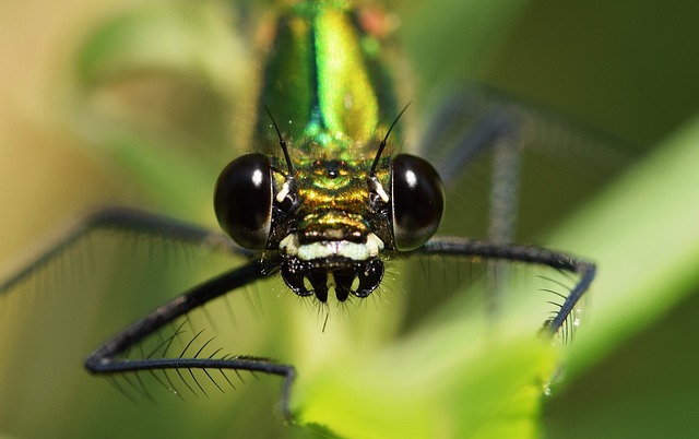 Free Dragon-Fly Close Up photo and picture