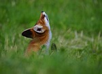 fox, animal, serfdom