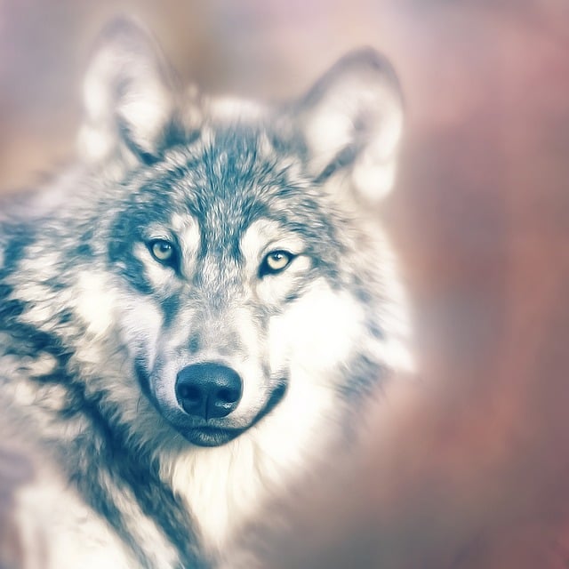 Free wolf predator canidae illustration