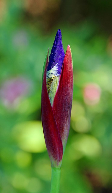 Free Flower Nature photo and picture