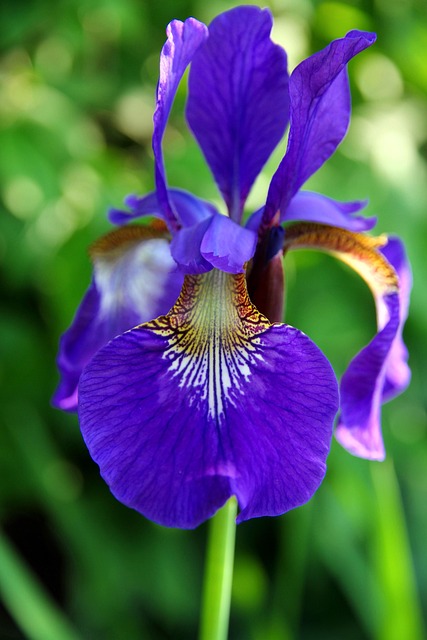Free Iris Flower photo and picture