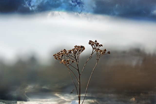 Free Frost Winter photo and picture