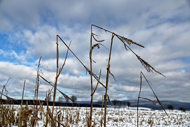 Free Grain Winter photo and picture