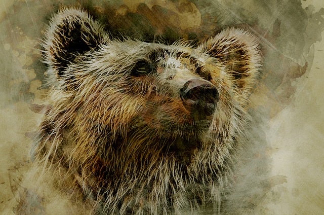 Free grizzly bear kodiak illustration