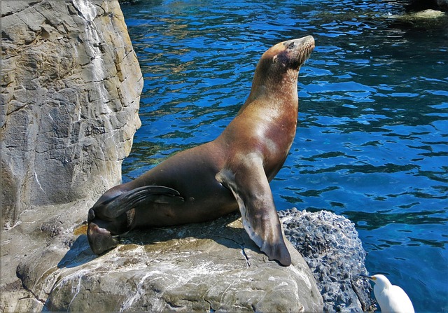 Free Seal Rock photo and picture