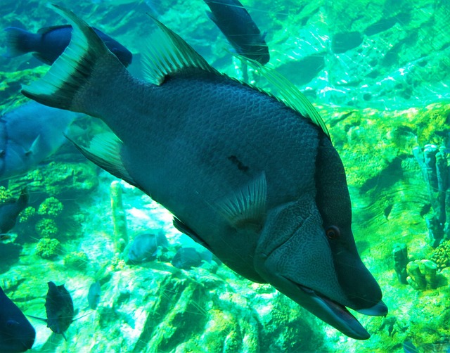 Free Fish Seaworld Orlando photo and picture