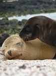 sea lions, seals, mammals