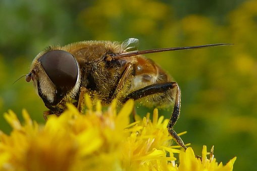 Abeja, Bug, Abejas, Insectos, Abejorro
