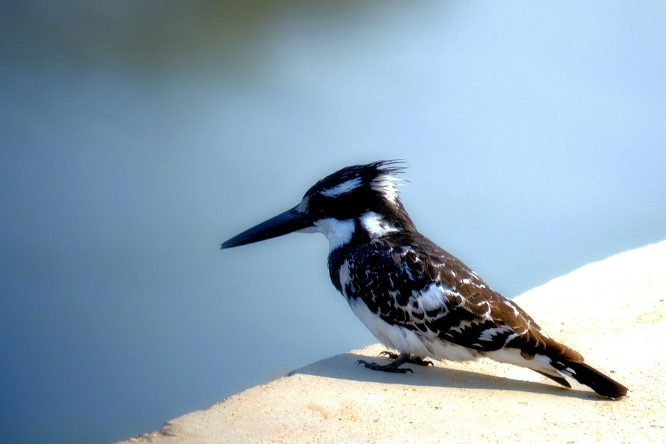 long beak king fischer black and free photo on pixabay