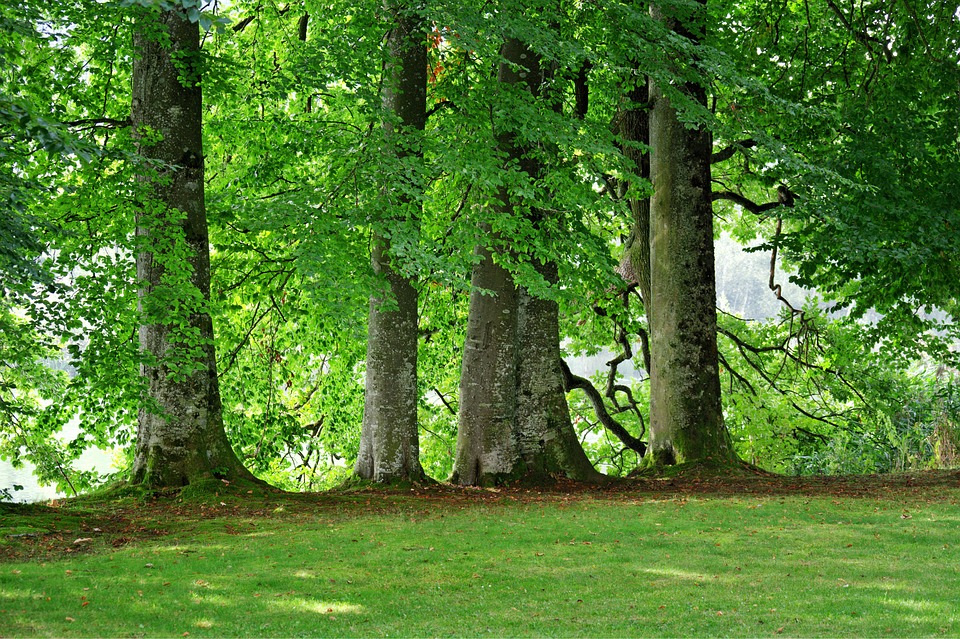 Trees Group Nature Free photo on Pixabay Pixabay