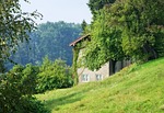 nature, home, green