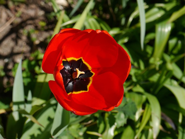 Free Flower Garden photo and picture