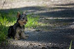 dog, puppy, young animal