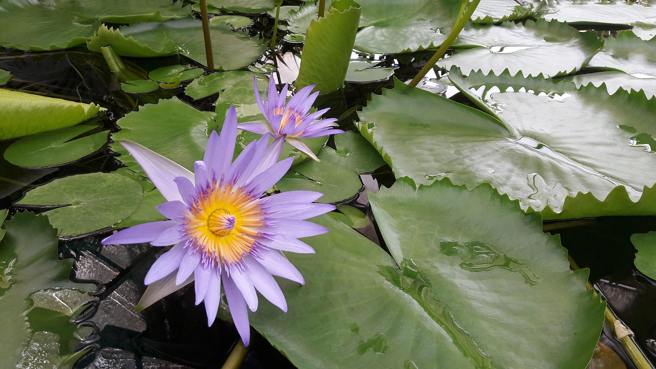 Water Lily Flower Free photo on Pixabay Pixabay