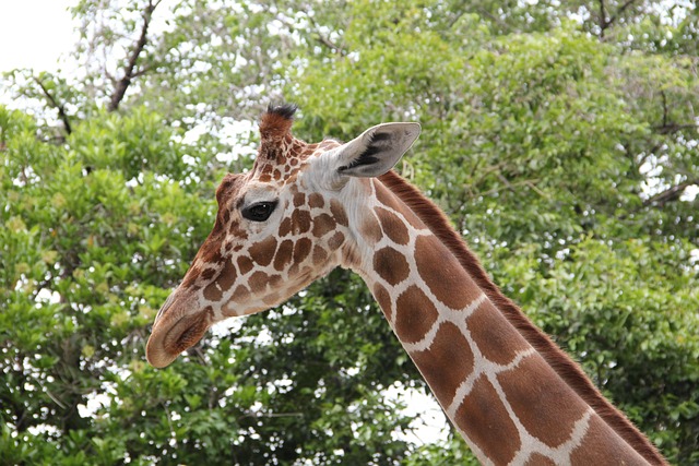 Free Giraffe Animal photo and picture