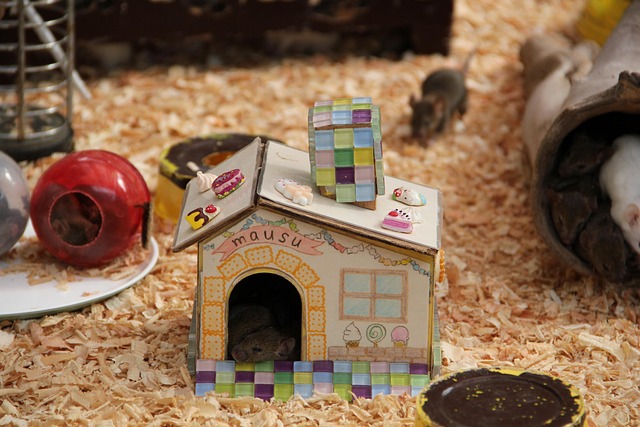 Free Mouse Mice photo and picture