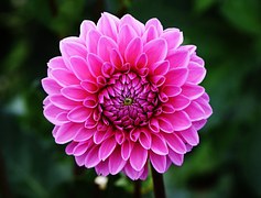 Dahlia, Blossom, Bloom, Flower