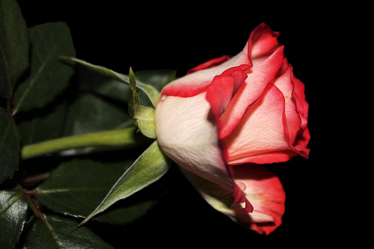 Two Colour Roses Background 50,000+ Free Two Roses & Rose Photos - Pixabay