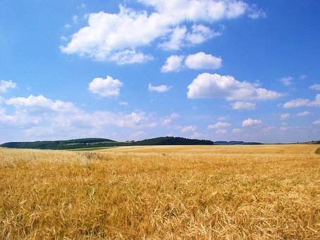 Free Field Corn photo and picture