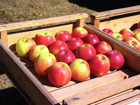 Free Apples Fruit photo and picture