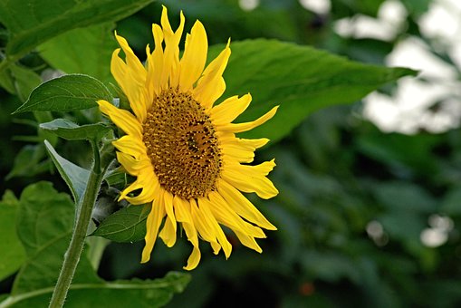 Free Sunflower Bloom photo and picture