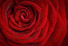 Rose Red Petals Free Photo On Pixabay Rose Red Petals Free Photo On Pixabay