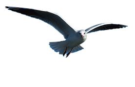 Mouette Go land Argent Oiseau Images Vectorielles Gratuites Sur Pixabay