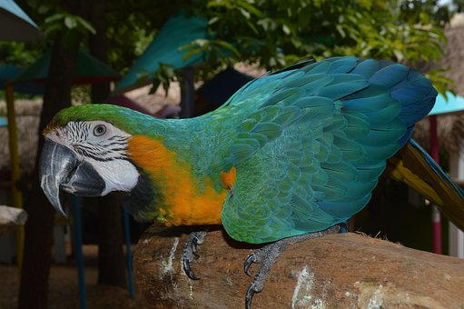 Papagei, Vogel, Ara, Natur, Tier, Farbe
