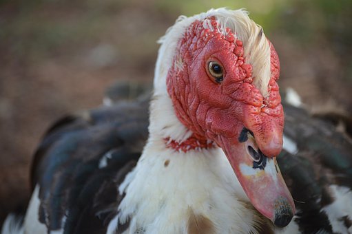 Muskoven, Ente, Vogel, Tier, Tierwelt