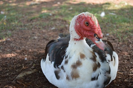 Muskoven, Ente, Vogel, Tier, Tierwelt