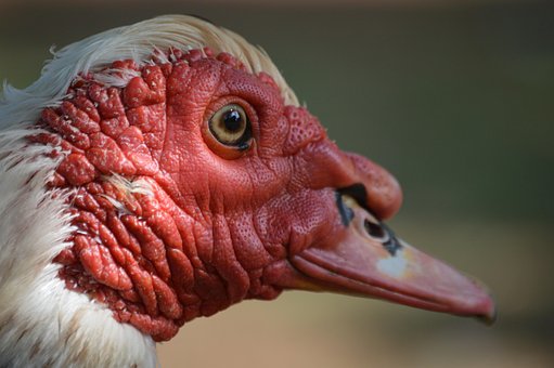 Muskoven, Ente, Vogel, Tier, Tierwelt