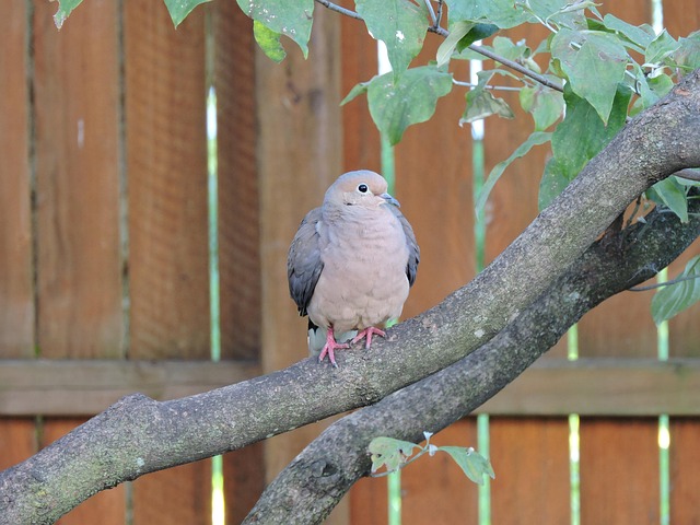Free Mourning Dove Doves photo and picture
