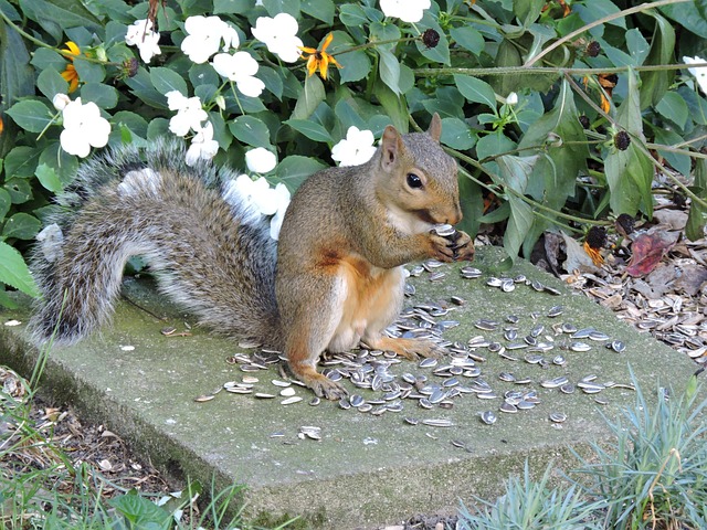 Free Squirrel Gray Squirrel photo and picture