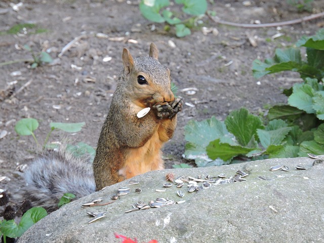 Free Gray Squirrel Squirrel photo and picture