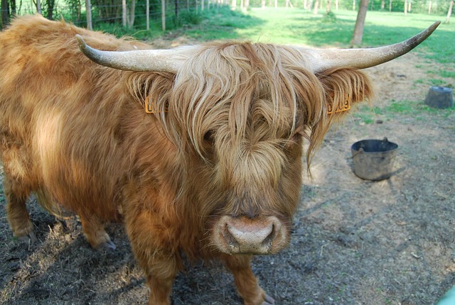 Vacă, Animal, Rumegătoare, Rasă