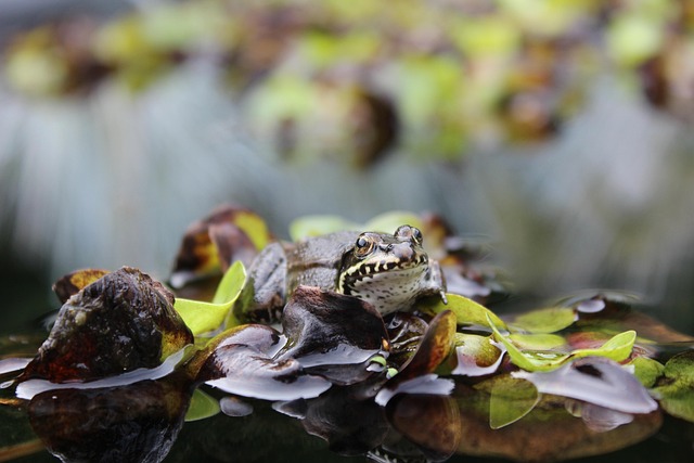 Free Pond Frog Frog photo and picture