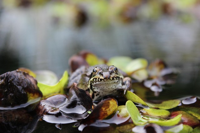 Free Pond Frog Frog photo and picture