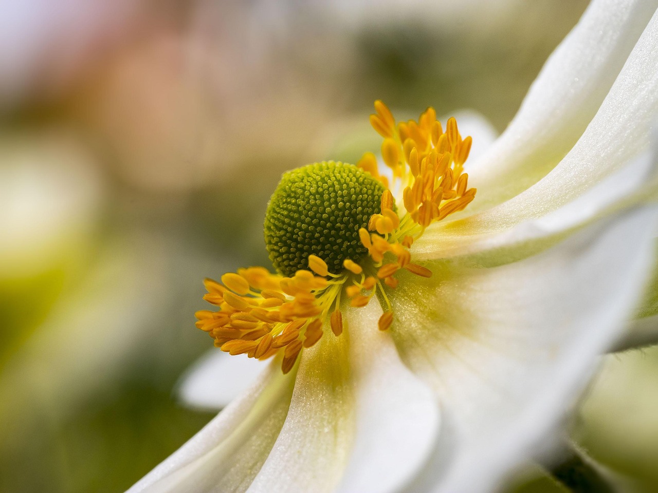 Anemon Hupenhensis Japonica - Gratis foto på Pixabay - Pixabay