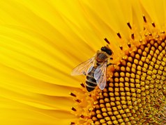 Sunflower, Bees, Summer, Garden