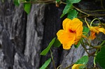 nasturtium, blossom, bloom