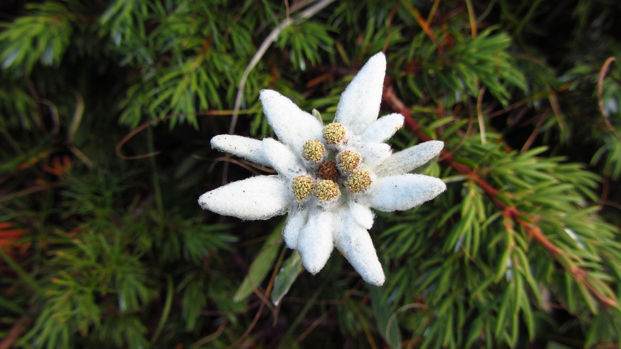 100 Kostenlose Edelweiss Und Edelwei Bilder Pixabay 100 Kostenlose Edelweiss Und Edelwei Bilder Pixabay