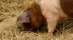 pig, piglet, hay