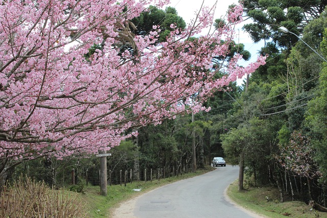 Free Cherry Tree Tree photo and picture