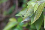 bug, leaf, nature