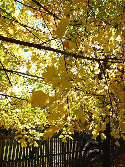 Free Autumn Leaves photo and picture