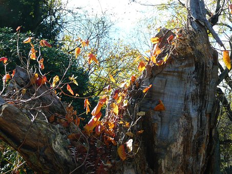 Free Autumn Leaves photo and picture