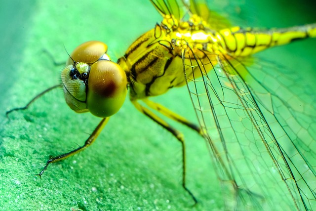 Free Dragonfly Insect photo and picture
